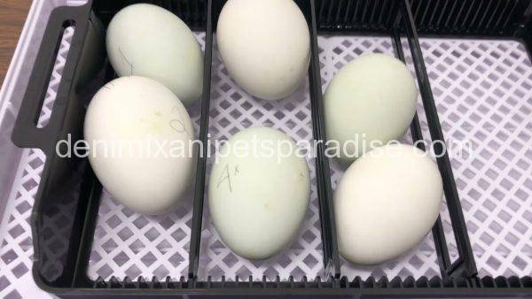 macaw eggs for sale