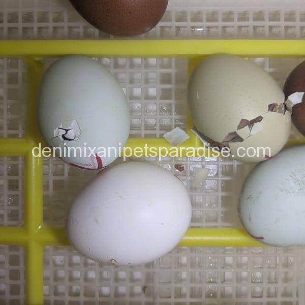 #1 Fertile Macaw Eggs 12 macaw eggs for sale