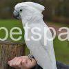 umbrella cockatoo for sale near me cheap