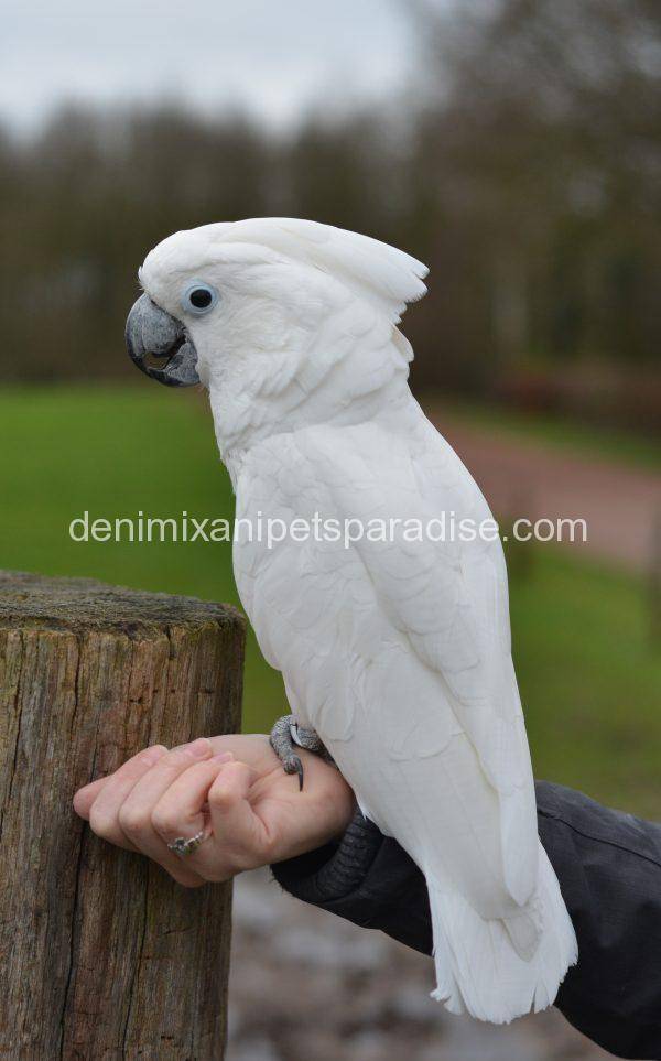 umbrella cockatoo for sale near me cheap