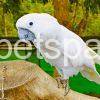 umbrella cockatoo for sale near me cheap