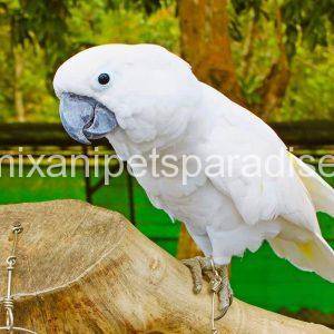 umbrella cockatoo for sale near me cheap