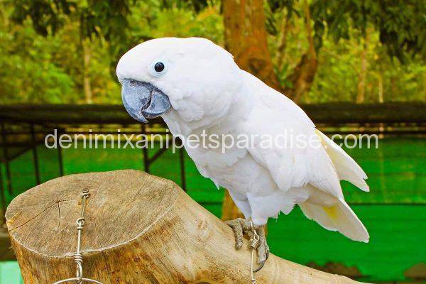 umbrella cockatoo for sale near me cheap