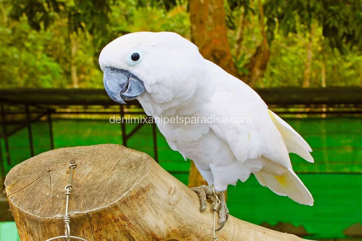 Umbrella Cockatoo 1 umbrella cockatoo for sale near me cheap