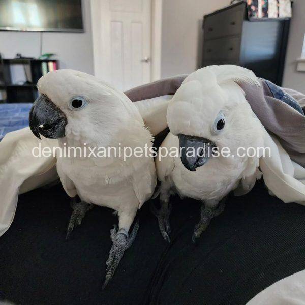 Baby Umbrella Cockatoo for sale