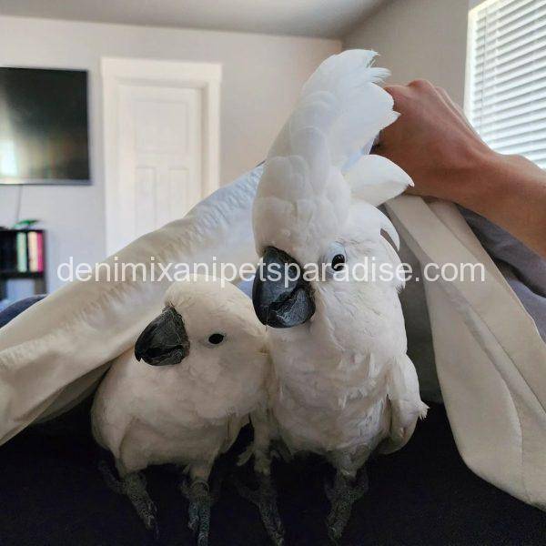 Baby Umbrella Cockatoo for sale