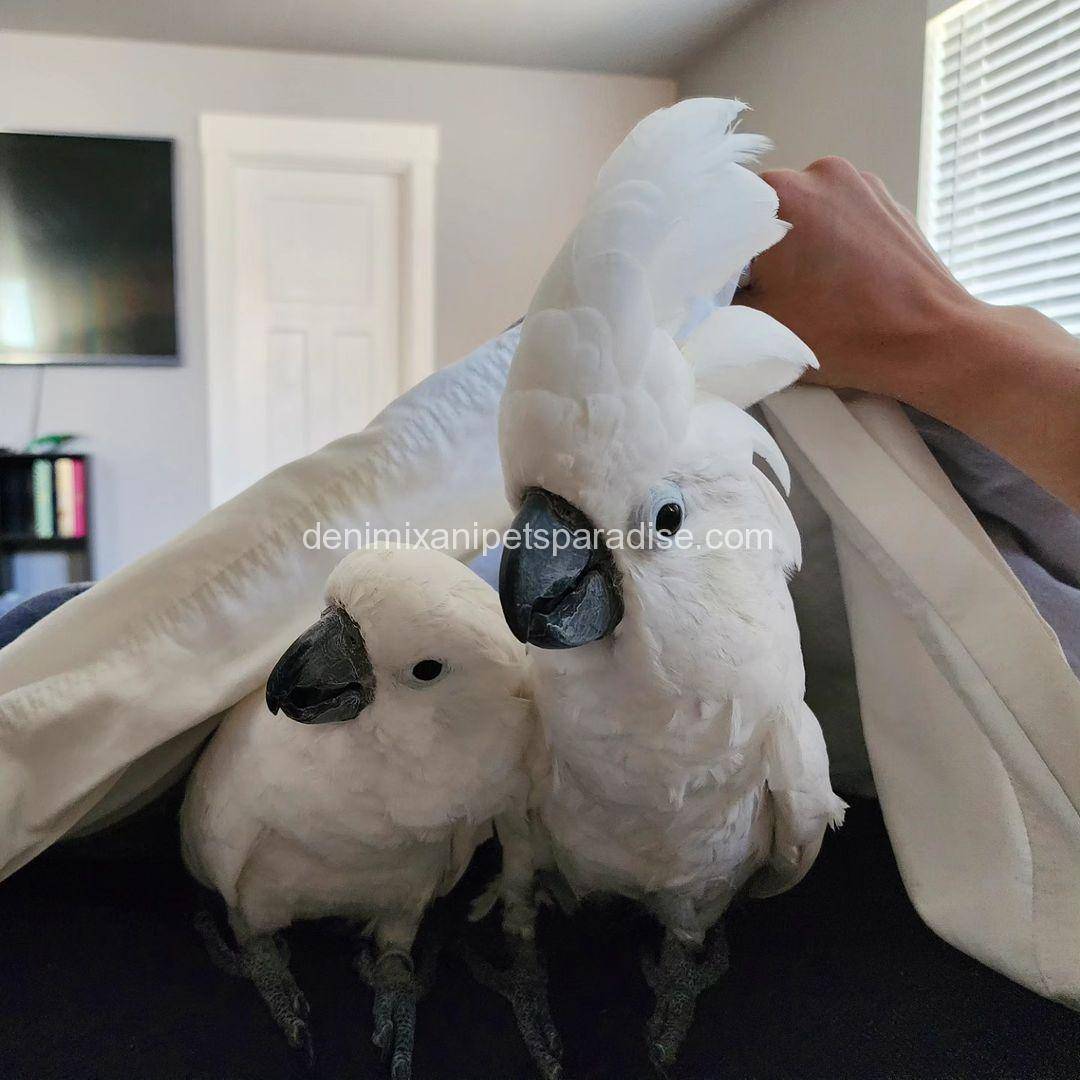 Baby Umbrella Cockatoo 3 Baby Umbrella Cockatoo for sale