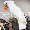 Baby Umbrella Cockatoo for sale