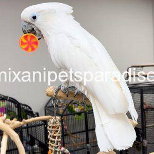 Baby Umbrella Cockatoo for sale