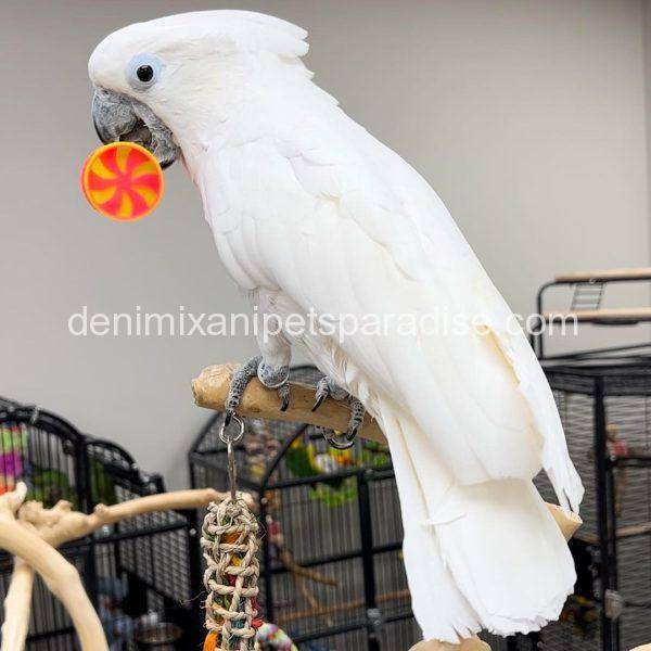 Baby Umbrella Cockatoo for sale