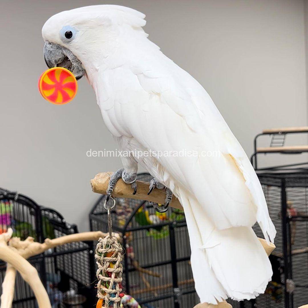 Baby Umbrella Cockatoo 1 Baby Umbrella Cockatoo for sale