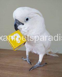 Baby Umbrella Cockatoo for sale