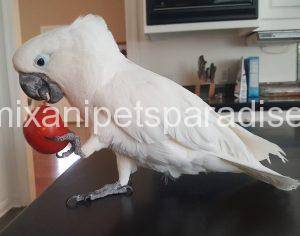 Baby Umbrella Cockatoo for sale