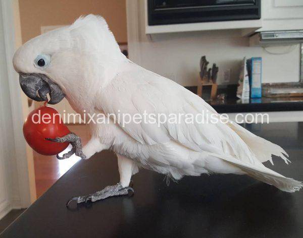 Baby Umbrella Cockatoo for sale