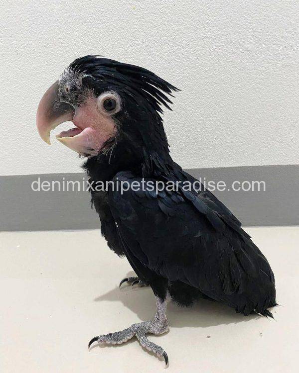 Baby Black Palm Cockatoo