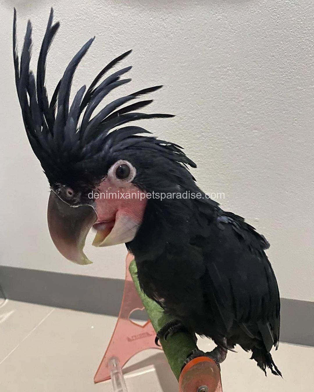 Baby Black Palm Cockatoo 1 Baby Black Palm Cockatoo