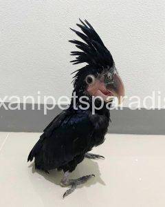 Baby Black Palm Cockatoo