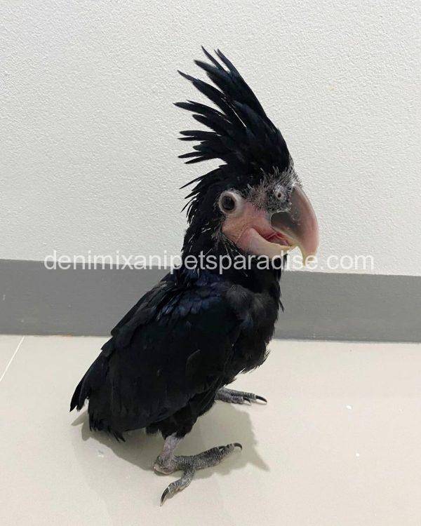 Baby Black Palm Cockatoo