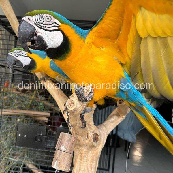 Blue and Gold Macaw for sale