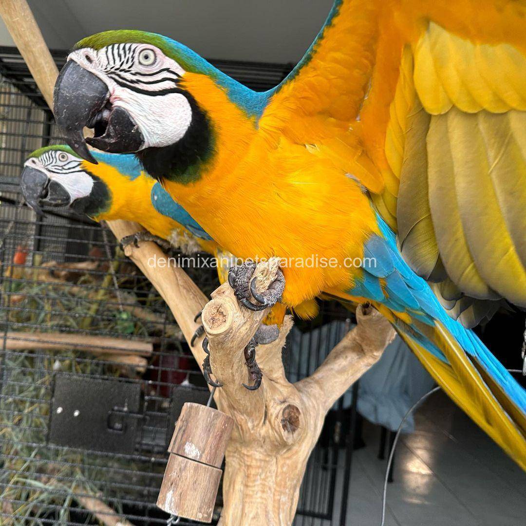 Blue and Gold Macaw 2 Blue and Gold Macaw for sale