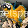 Blue and Gold Macaw for sale