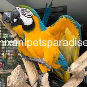 Blue and Gold Macaw for sale