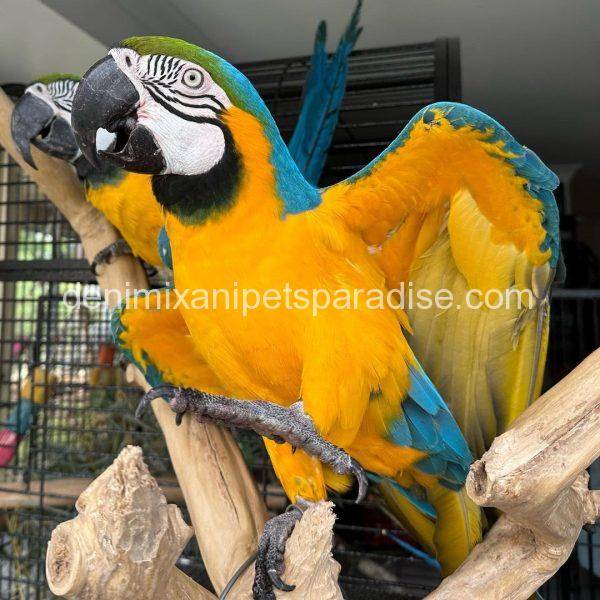 Blue and Gold Macaw for sale