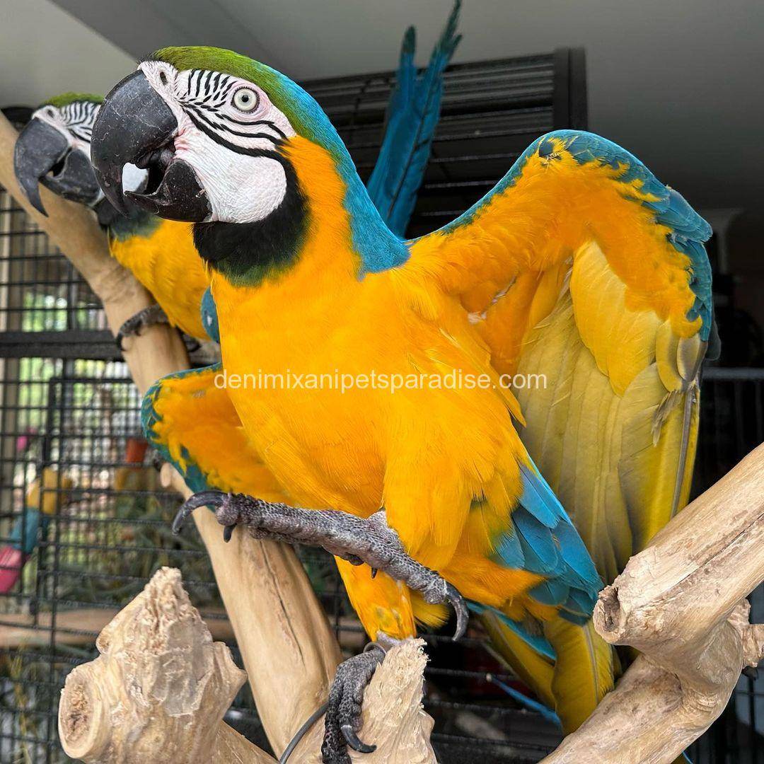 Blue and Gold Macaw 1 Blue and Gold Macaw for sale