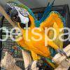 Blue and Gold Macaw for sale