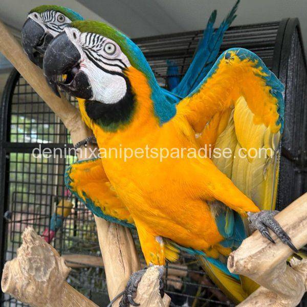 Blue and Gold Macaw for sale