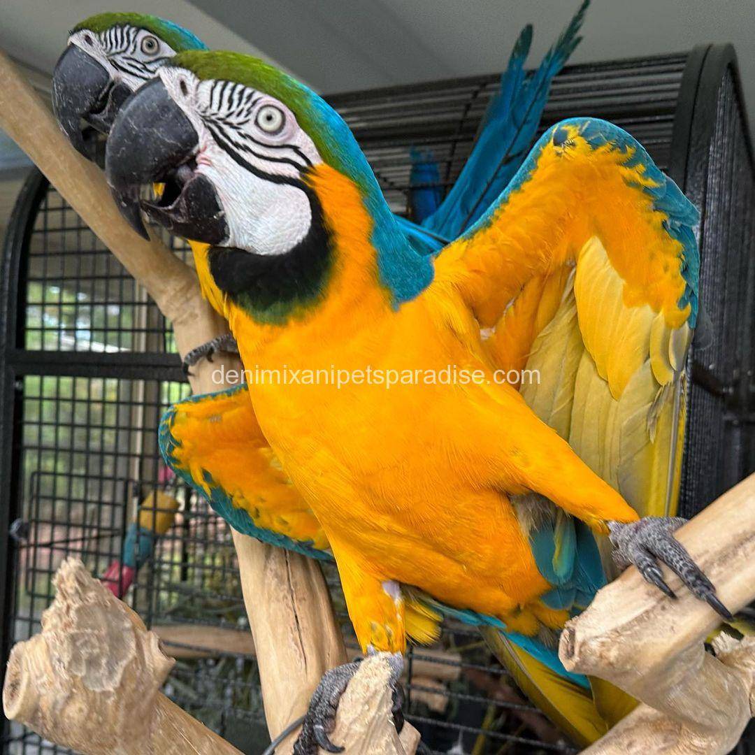 Blue and Gold Macaw 3 Blue and Gold Macaw for sale