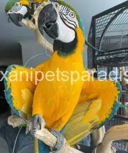 Blue and Gold Macaw for sale