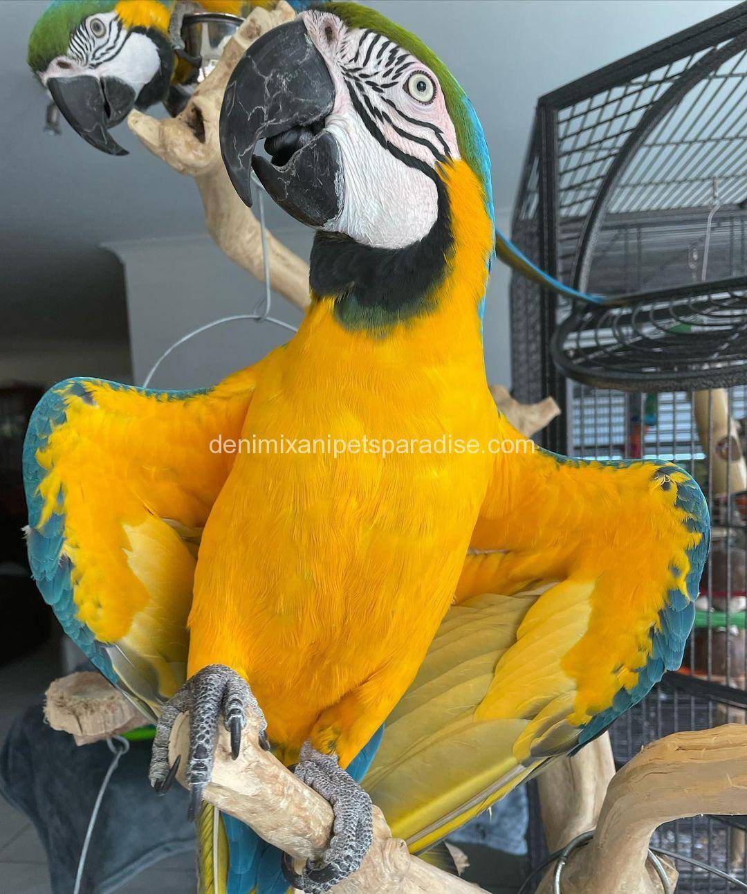Buy Blue and Gold Macaw a Free Cage DENIMIX ANIPETS PARADISE