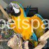 Blue and Gold Macaw for sale