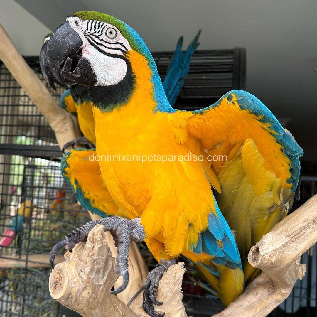 Blue and Gold Macaw 5 Blue and Gold Macaw for sale