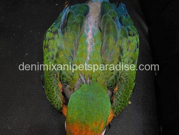 Catalina Macaw Baby for sale