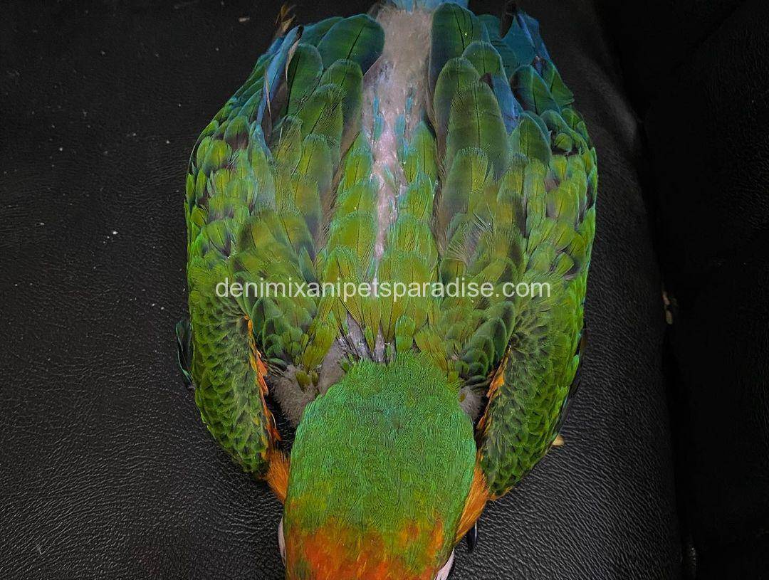 Catalina Macaw Baby 2 Catalina Macaw Baby for sale