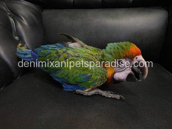 Catalina Macaw Baby for sale