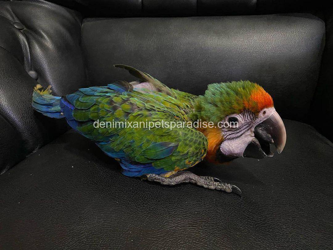 Catalina Macaw Baby 3 Catalina Macaw Baby for sale