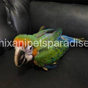 Catalina Macaw Baby for sale