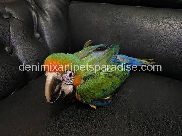 Catalina Macaw Baby for sale