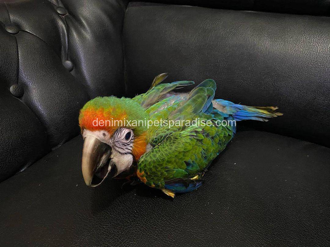 Catalina Macaw Baby 1 Catalina Macaw Baby for sale