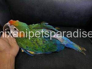 Catalina Macaw Baby for sale