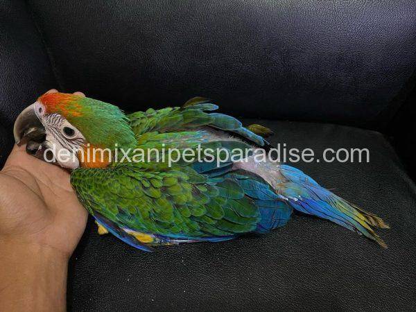 Catalina Macaw Baby for sale