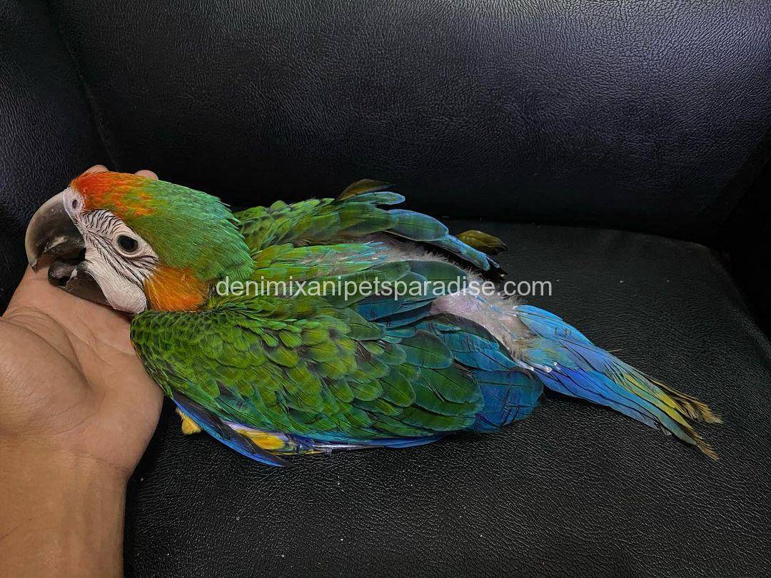 Catalina Macaw Baby 4 Catalina Macaw Baby for sale