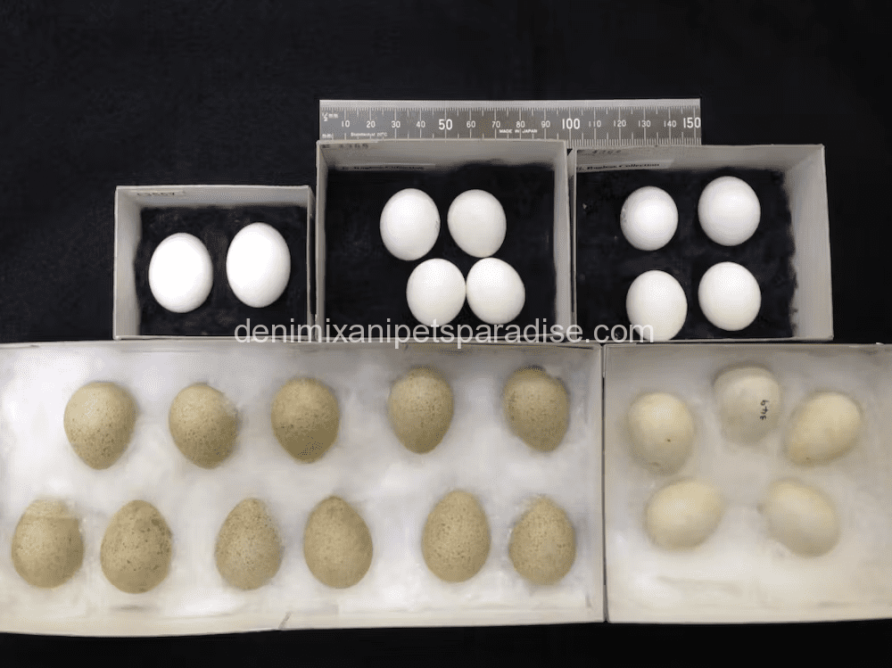 Hatching Macaw Eggs for Incubating 1 image 2