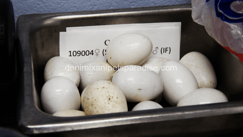 Hatching Macaw Eggs for Incubating 2 image 3