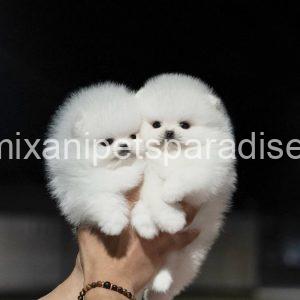 Teacup Pomeranian puppy