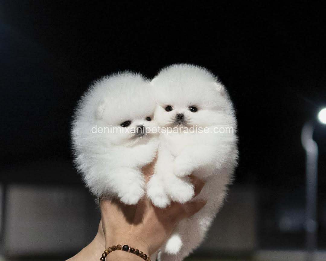 Teacup Pomeranian puppy 1 Teacup Pomeranian puppy