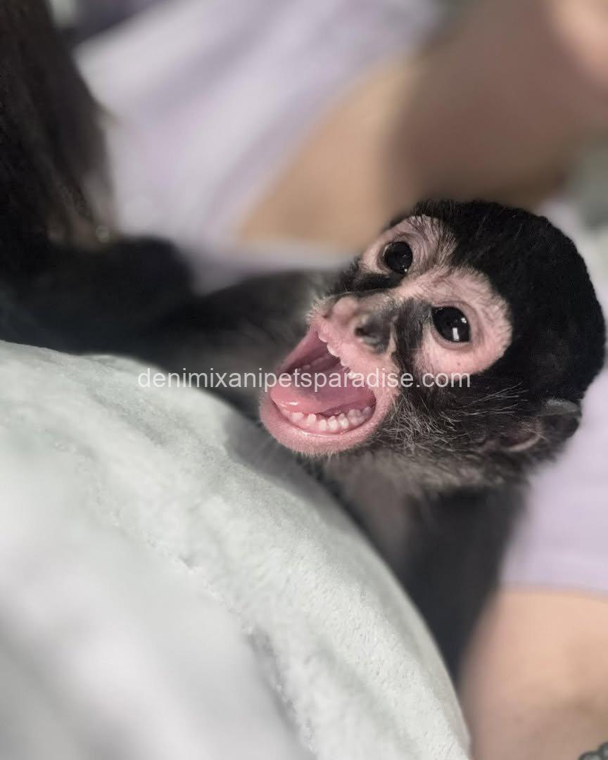 Spider Monkey 2 Spider Monkey - Image 2